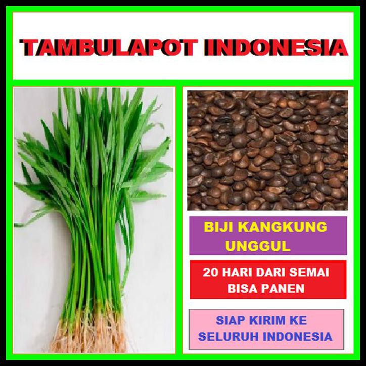 BIJI KANGKUNG UNGGUL BENIH KANGKUNG BIBIT KANGKUNG BENIH SAYURAN