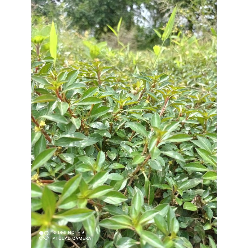 Tanaman aquascape, tanaman stam 10jenis 200batang