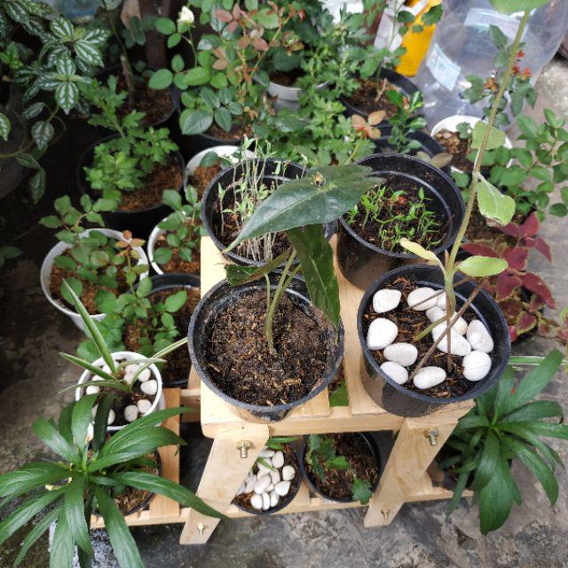 Tanaman Hias Lily Paris - Pohon Lili Palis