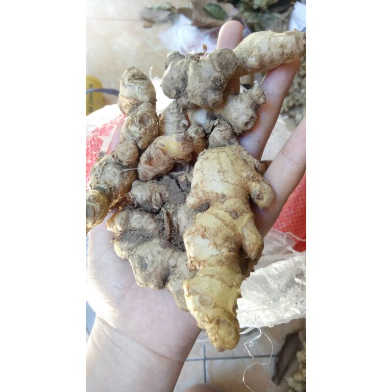 

TERMURAH JAHE EMPRIT250gr ASLI 100% (PESAN PAKAI JNT)