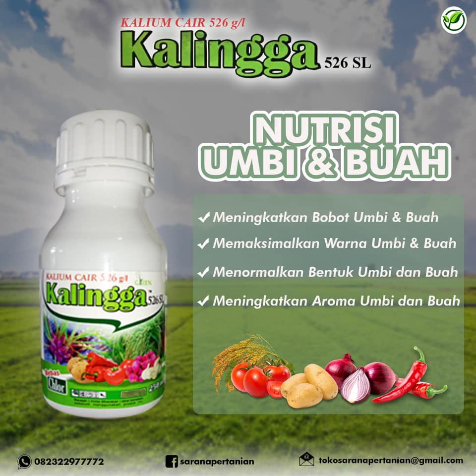 KALINGGA Pembesar Umbi Buah 526SL 250ml bahan aktif Kalium Cair Murni 526g/l