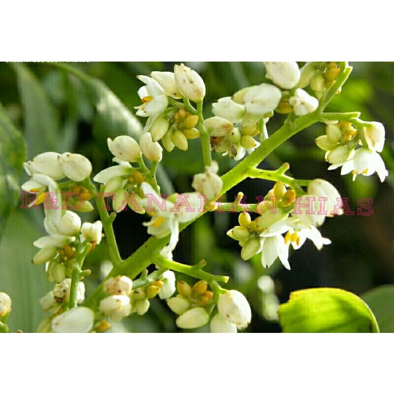 tanaman hias xiphidium caeruleum