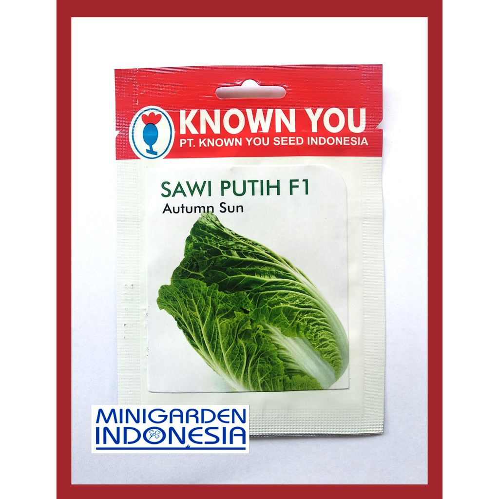 SAWI PUTIH AUTUMN SUN 240 BIJI PACK KECIL sawi putuh hybrid F1 KNOWN YOU SEED Bibit Tanaman Sayuran Hidroponik