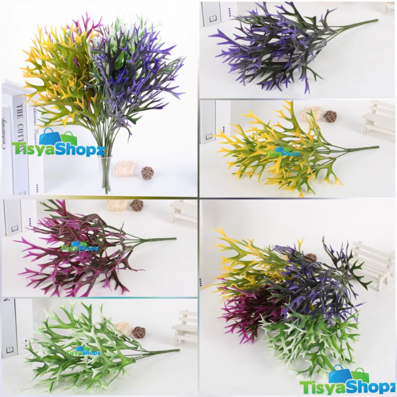 Tanaman Tanduk Rusa / Daun Pakis Kijang