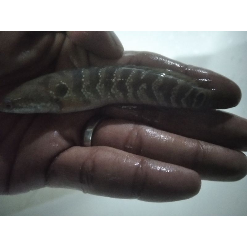 

chana asiatica white spoted fish