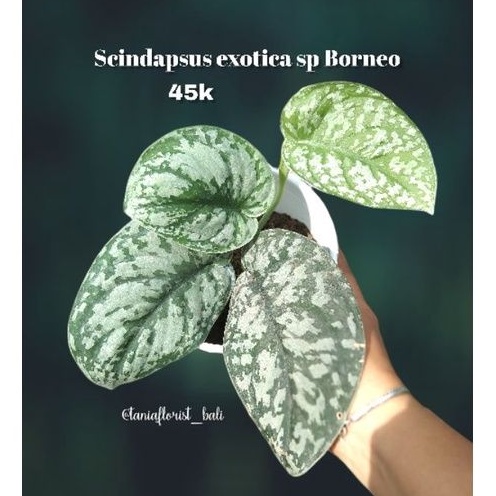 scindapsus exotica sp Borneo