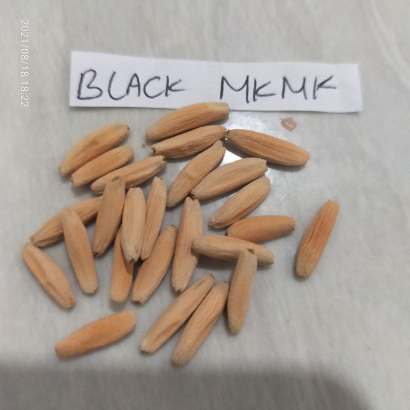 Seed Black Mkmk (Adenium Arabicum)