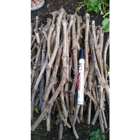 cutting anggur import 1 batang