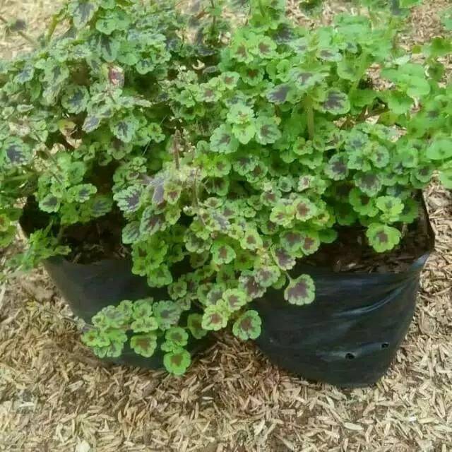 miana mini - tanaman hias gantung - tanaman hias miana mini - miana - tanaman hias miana