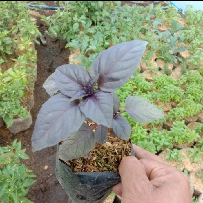 Tanaman Basil Ungu