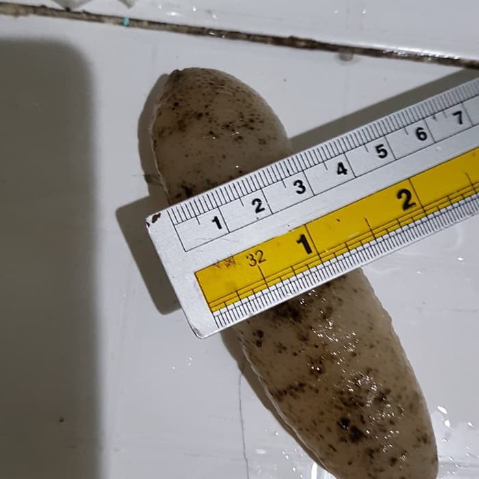 Teripang Gamat sea cucumbar Hoisom haisom pasir belitung  Diskon