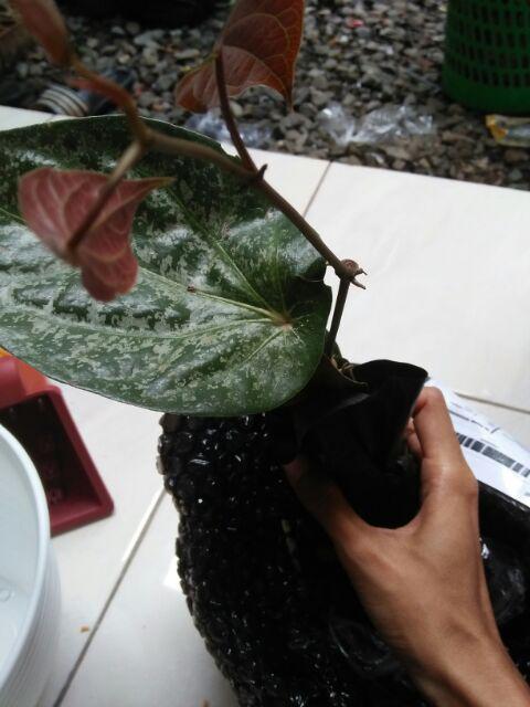 Tanaman Hias Lili Paris - Tanaman Umbi Umbian