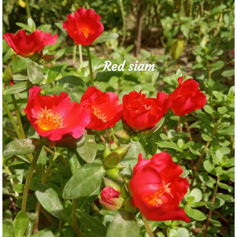 krokot duna red siam