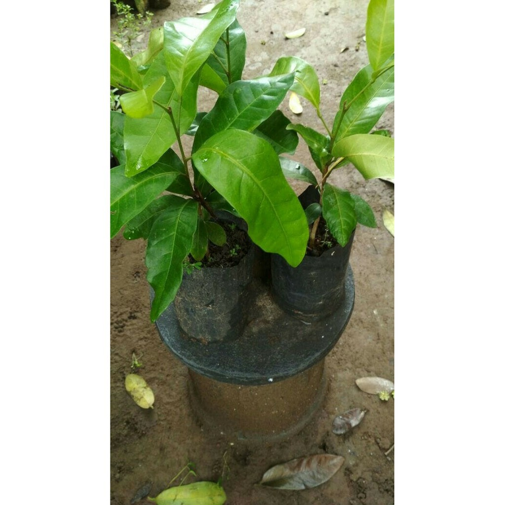 bibit tanaman kayu cendana