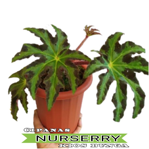Begonia - Tanaman Hias Begonia Bintang