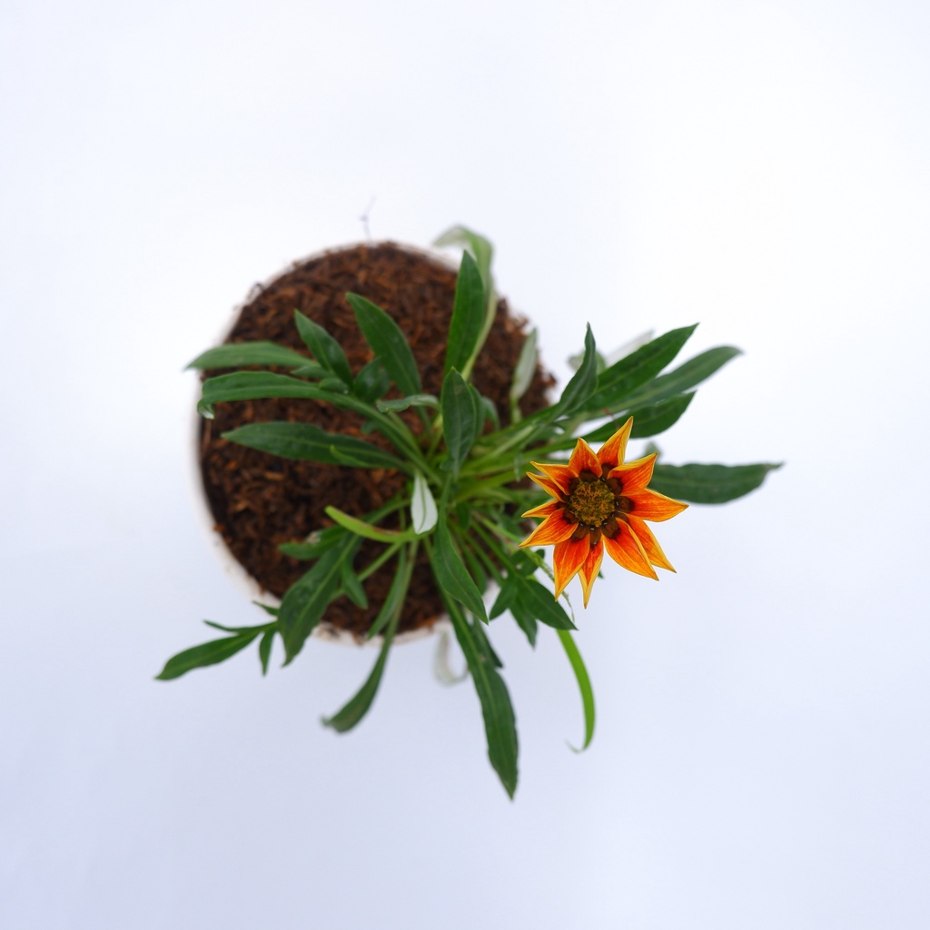 Tanaman Hias Gazania Orange