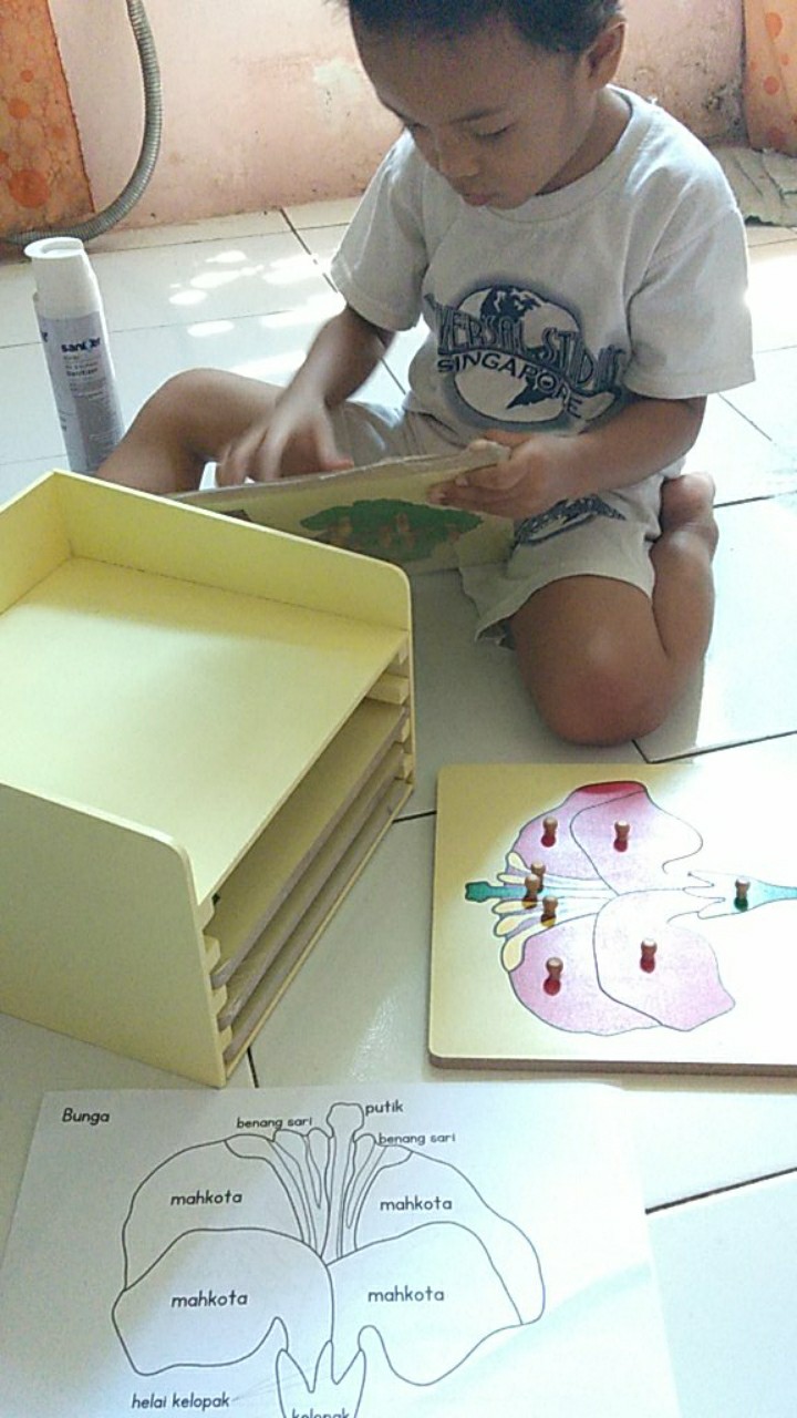 Zoology Set  Puzzle (5pc+cabinet+printable)  / Puzzle Botany Full Set (5pc+cabinet)