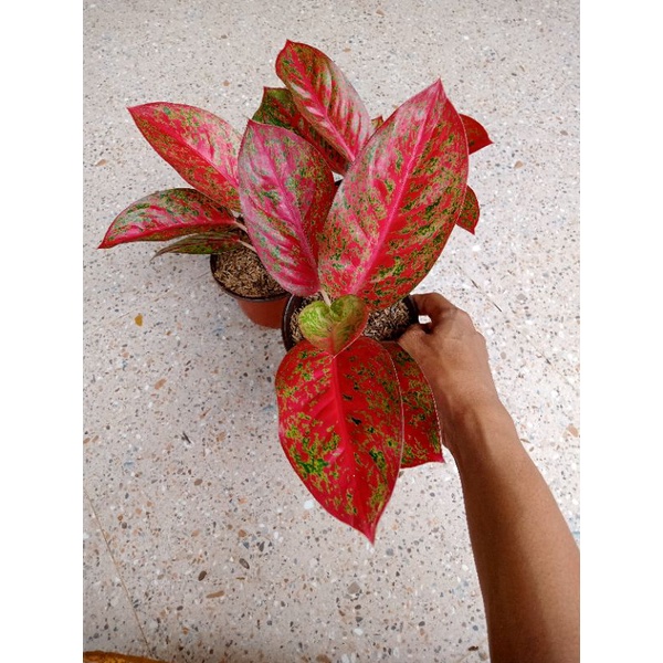 Aglonema Super Red Stardust Remaja Daun 5-6-7-8++