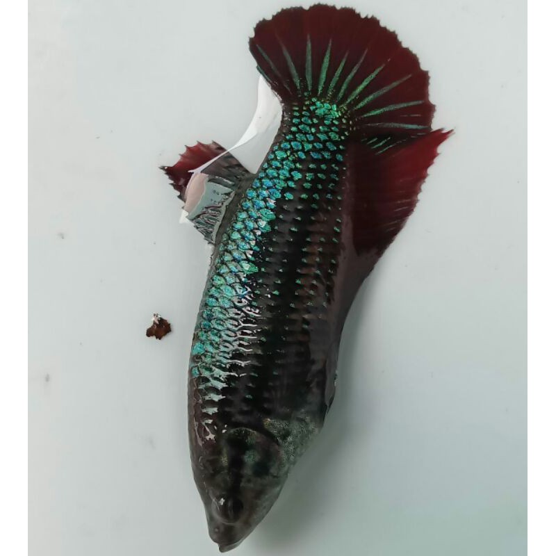 hiasan giant female avatar 02