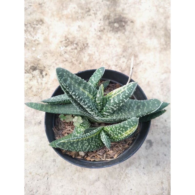 Gasteria Cluster Variegata