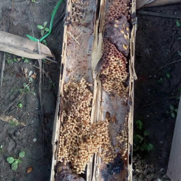 

[KODE 1483] Koloni klanceng trigona jenis leavicep dalam bambu utuh