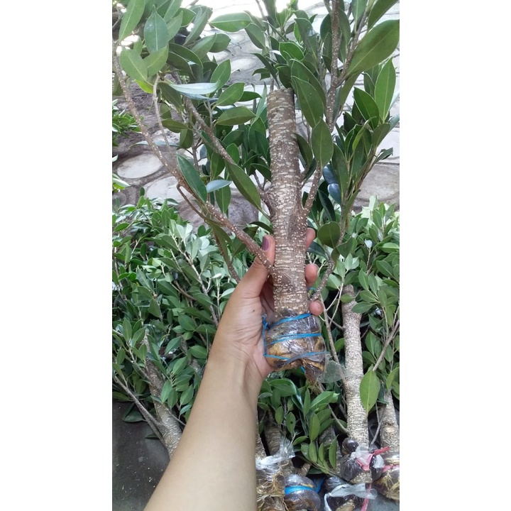 Cangkok Bonsai Pohon Beringin Kimeng Murah/Besar kisaran lengan anak/tinggi kisaran 40cm gegelan/pot