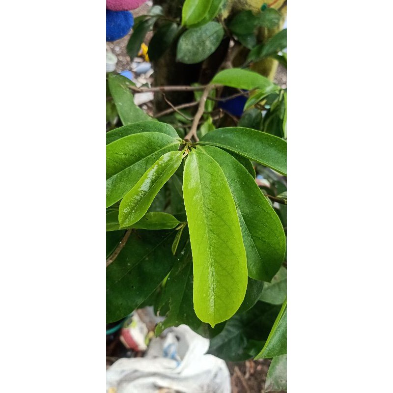 

20 lembar Daun sirsak segar (fresh)