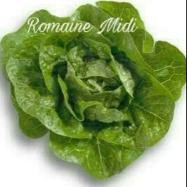

Benih Selada Romain Midi