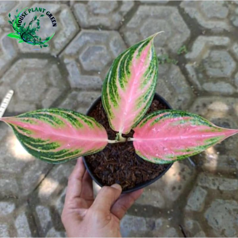 Aglonema Pink sunset violet ( baby) 100℅ Asli