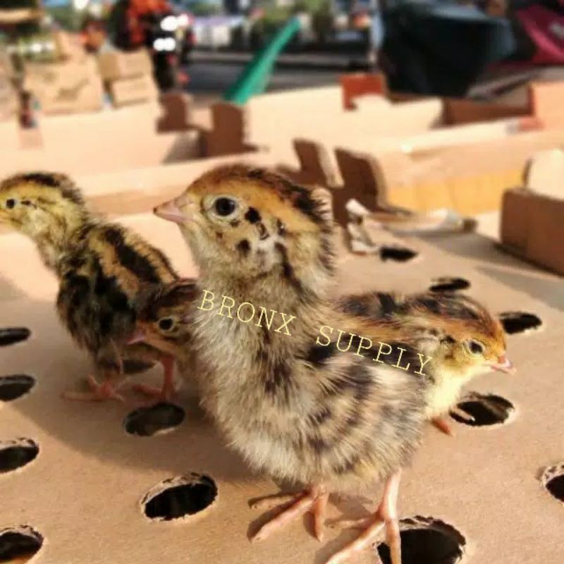 DOQ / ANAK BURUNG PUYUH PEJANTAN/BETINA