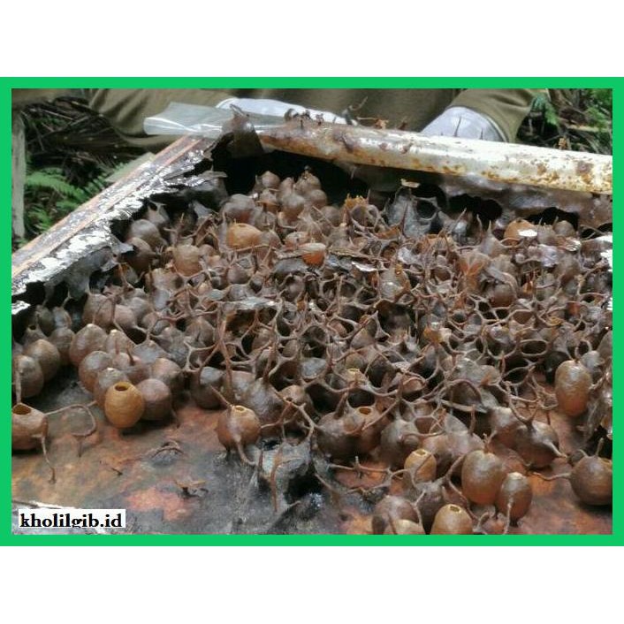 

MADU-MINUMAN- MELIPONINI HONEY 500ML -ASLI-BUKAN-KAWE-KAWE-