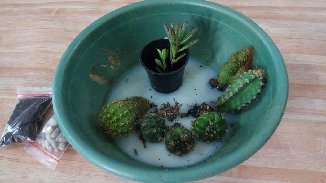 Kaktus Ownroot Bukan Bekas Sambungan Bebas Pilih