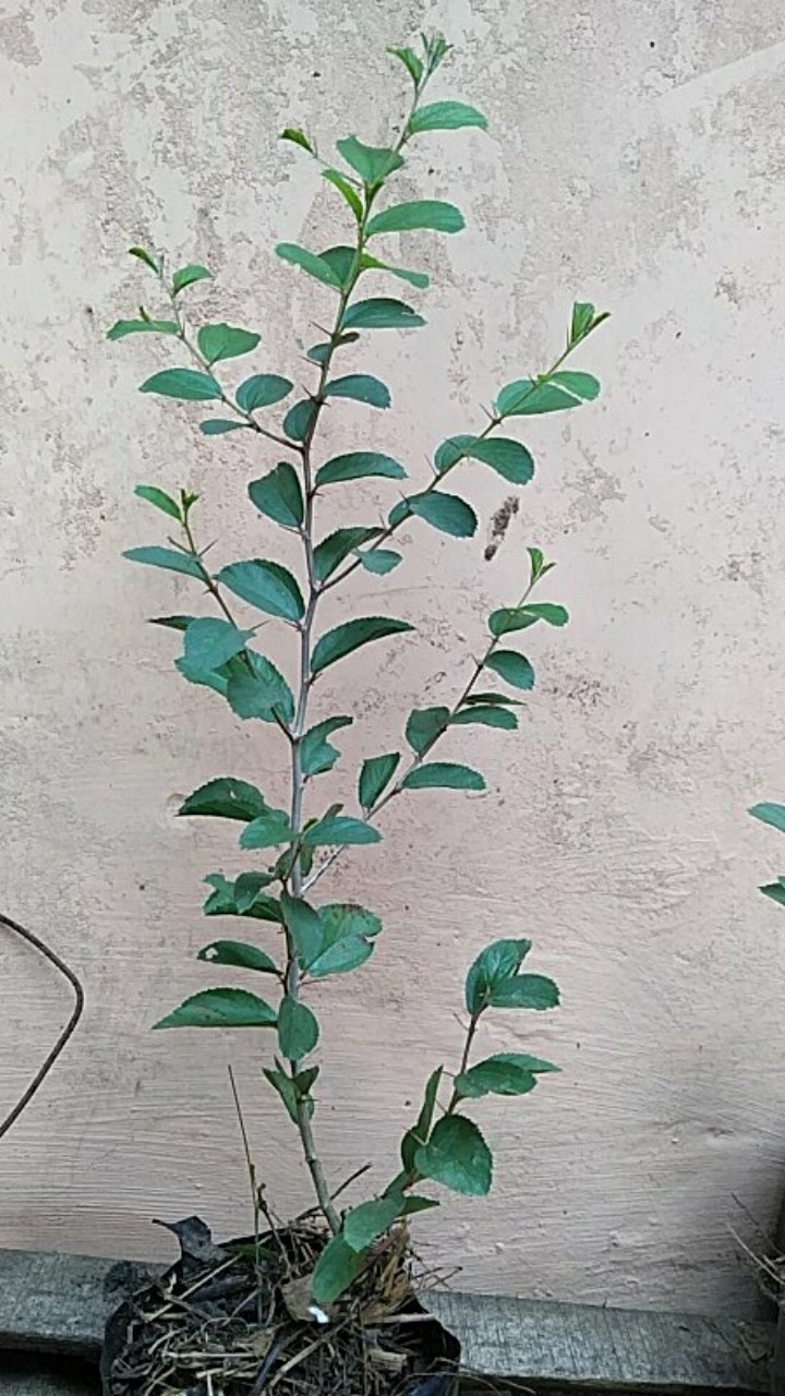 Murah Bibit Pohon Bidara Arab Unggul