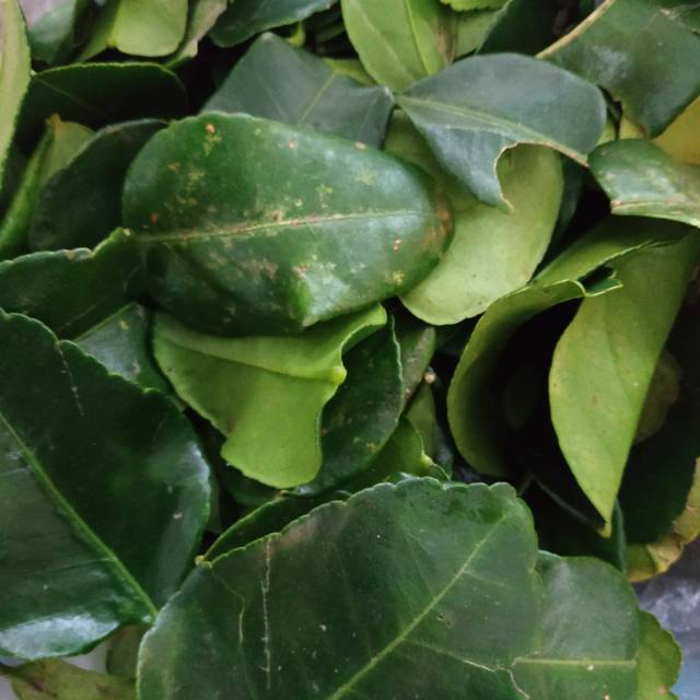 

[50gr] Daun Jeruk