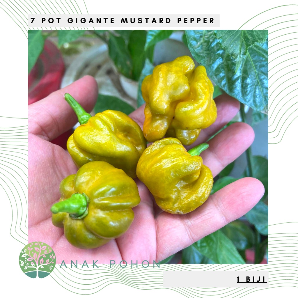 Benih Bibit Biji - Cabai 7 Pot Gigante Mustard Cabe Pepper Seeds