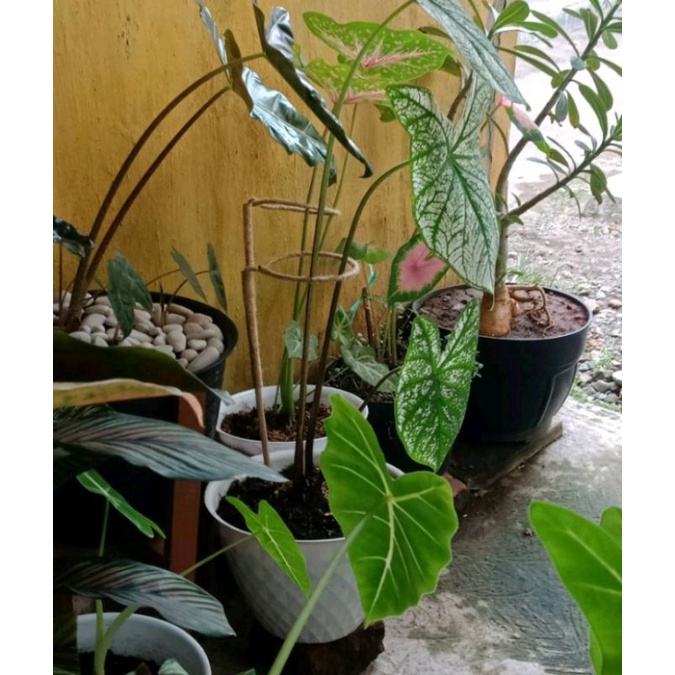 Turus Keladi/ Penyangga Tanaman Keladi (30, 50, 80Cm)