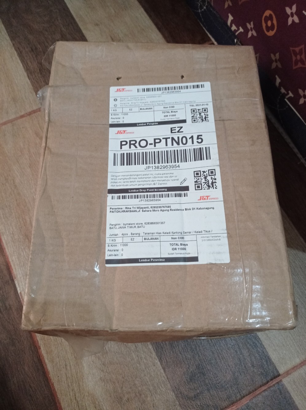 Philodendron / Jendron