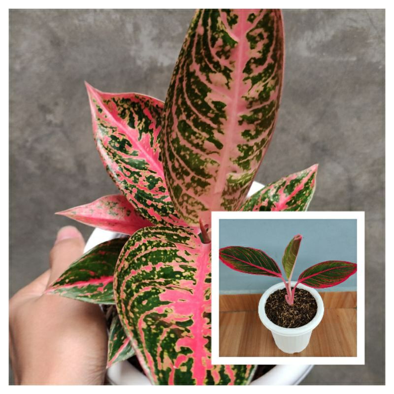 paket aglonema anakan khansa & reanita