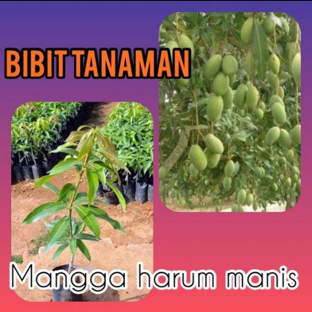 Bibit Mangga Harum Manis / Mangga Harum Manis