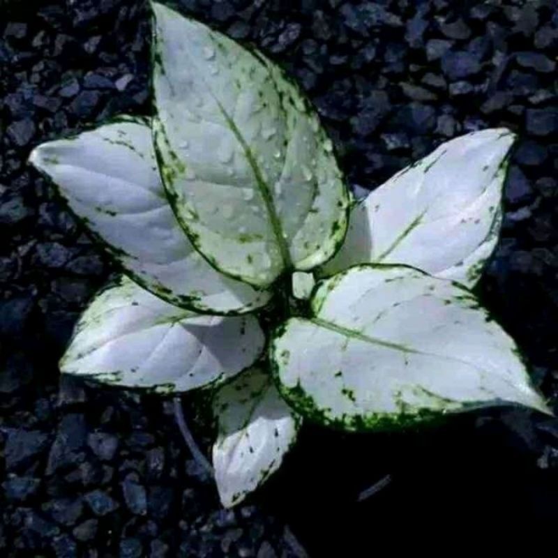 aglonema super white bibit anakan