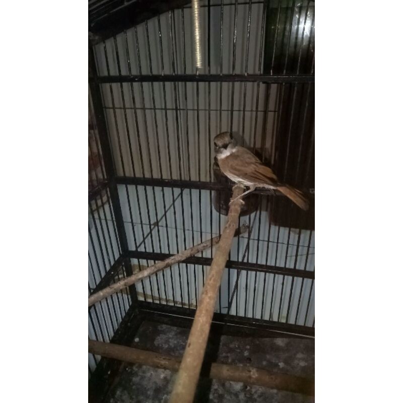 SRDC ORI BALI (GRAB/GOJEK)