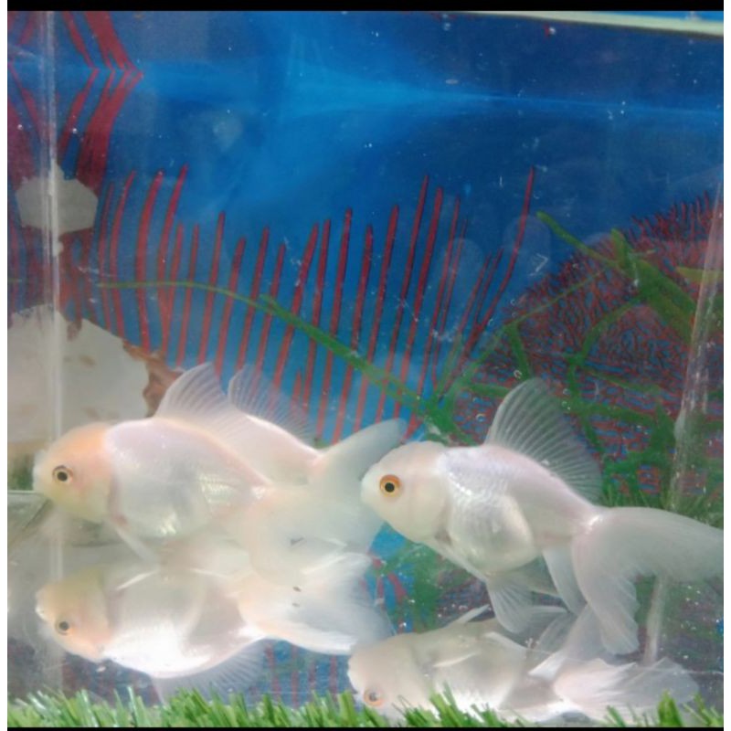 Ikan Hias Mas Koki Oranda Jambul Putih Aquarium