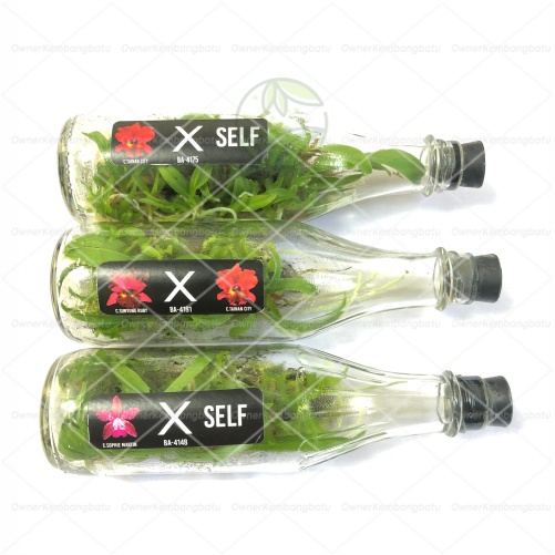 BIBIT ANGGREK CATTLEYA BOTOL | anggrek Cattleya botol | anggrek CATLEYA botolan