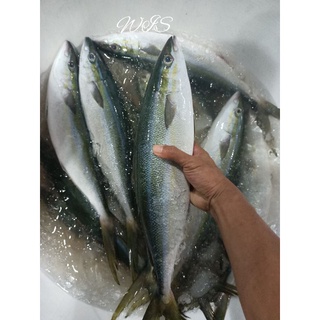 Jual ikan salem segar (sulir)1kg | Shopee Indonesia