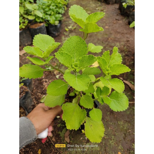 Bibit Pohon Daun bangun bangun/terbangun