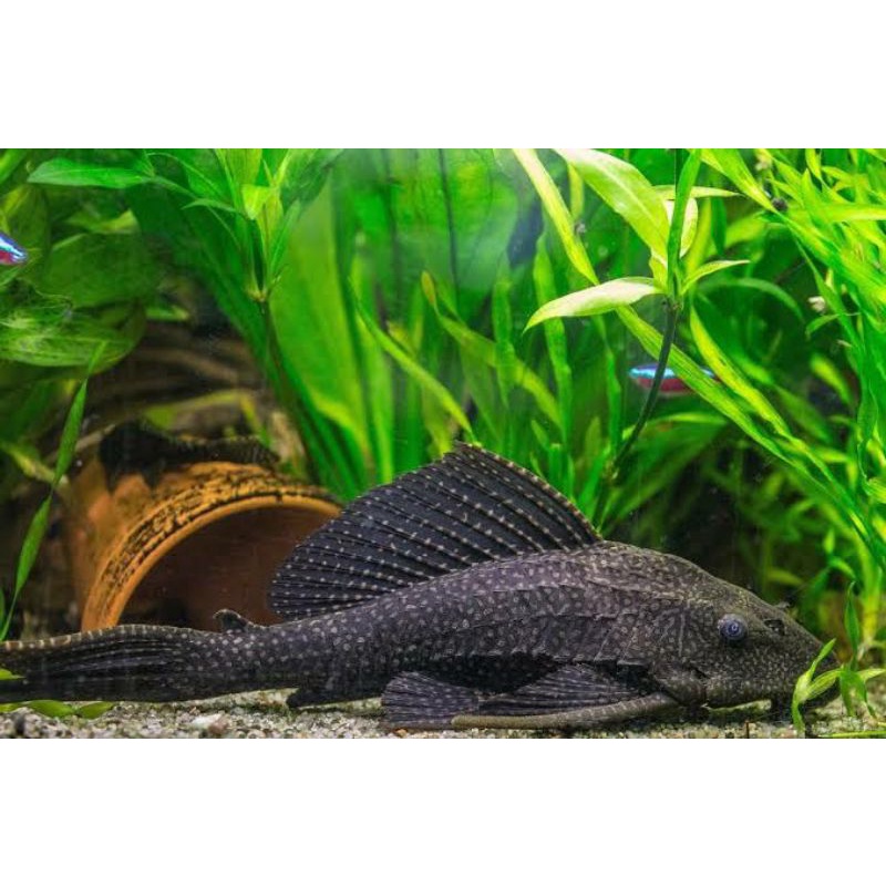 ikan sapu2 aquascape hrga 1ekor