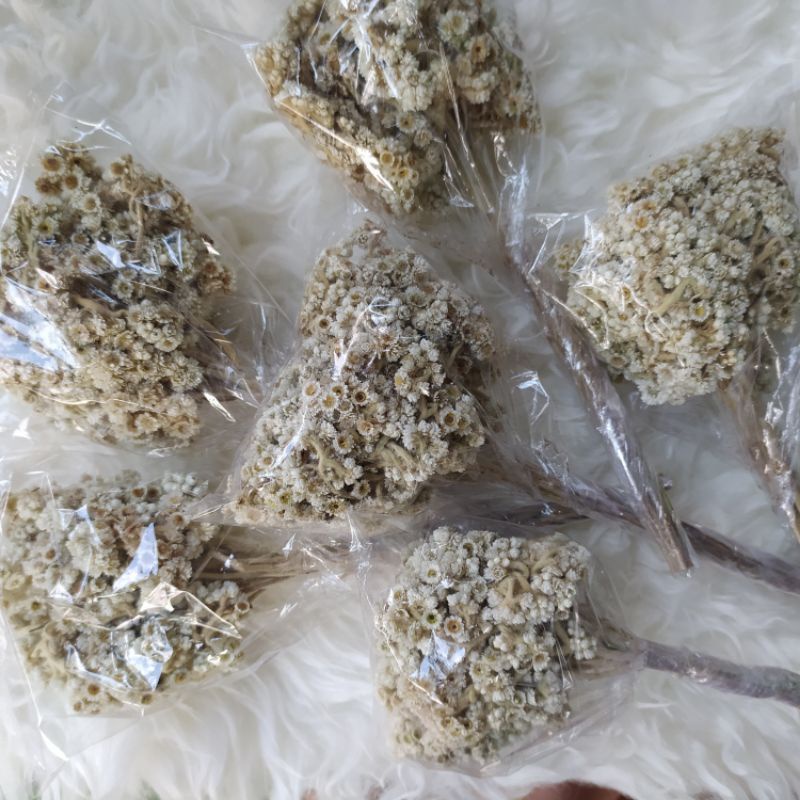 bunga edelweis asli hidup lama