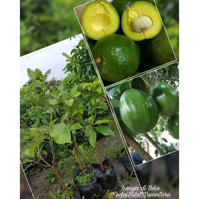 Bibit Alpukat Markus Jumbo
