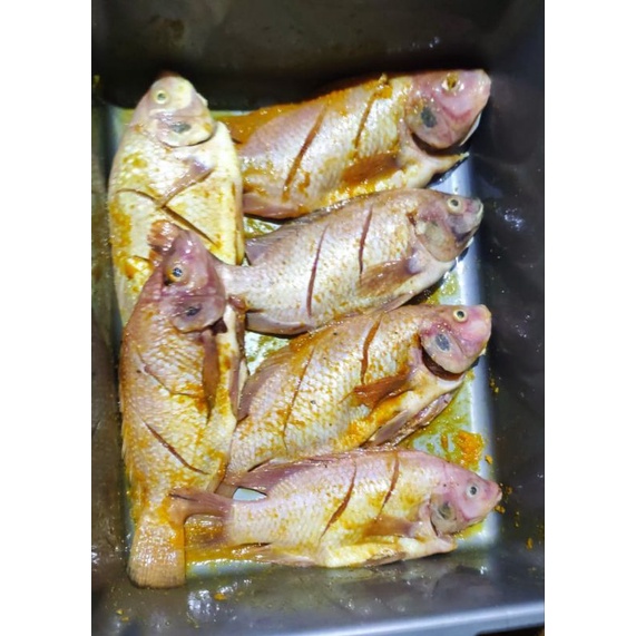 

ikan nila bumbukuning