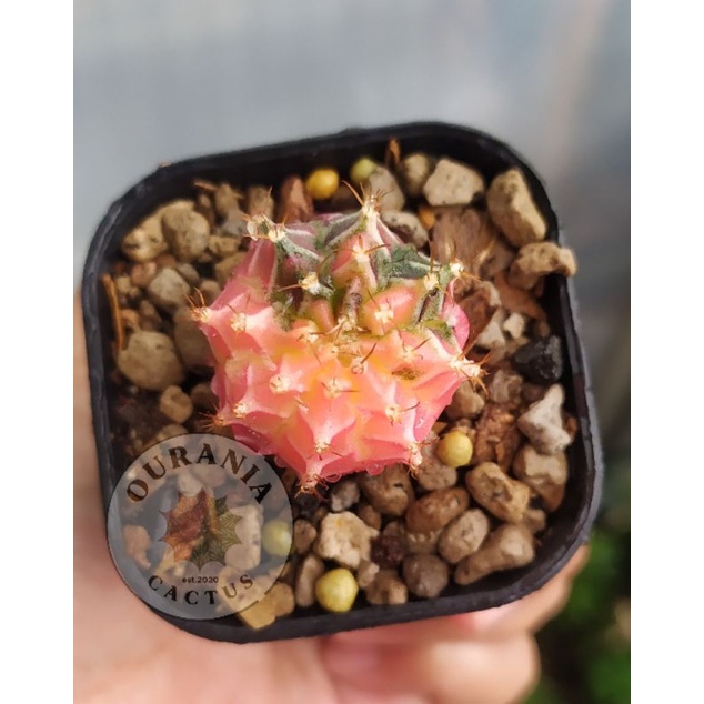 kaktus gymnocaycium mihanovichi variegata